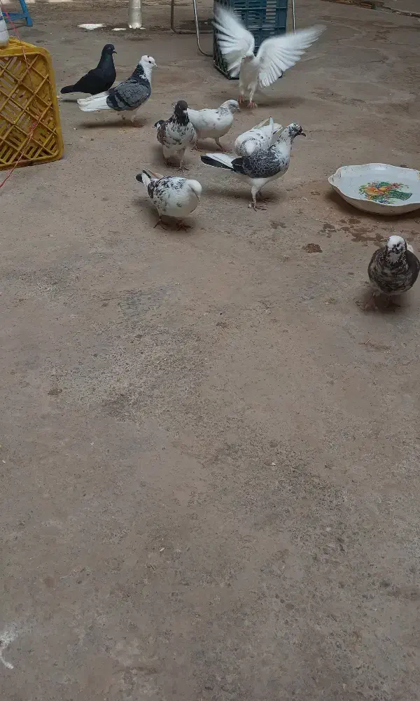 کبوتر|پرنده|طارم (زنجان), |دیوار