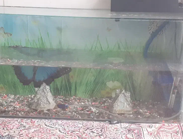 رودان|ماهی|رودان, |دیوار