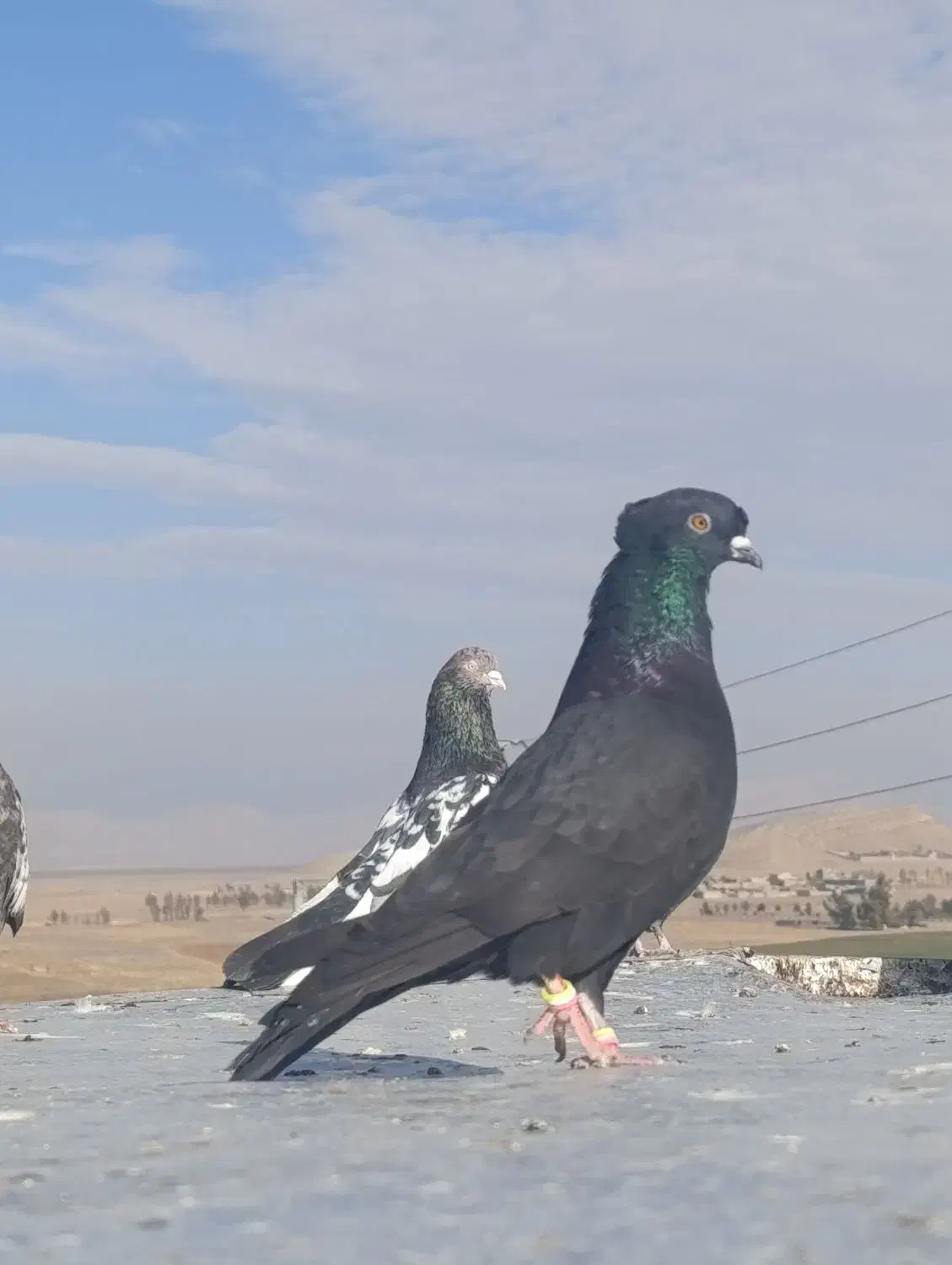 کفتر|پرنده|شیراز, برمشور علیا|دیوار