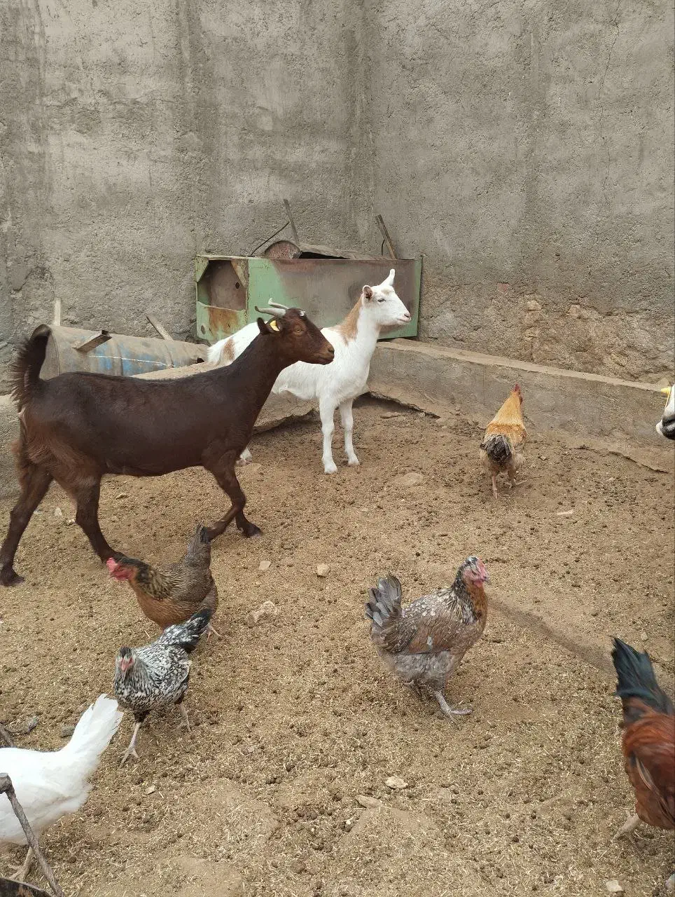 بز فروشی|حیوانات مزرعه|طبس, |دیوار