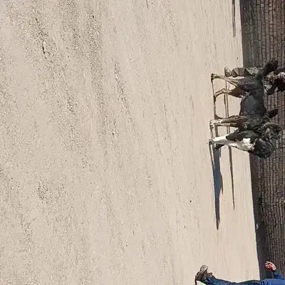 سگ سراب ذات قدیم|سگ|خمین, |دیوار