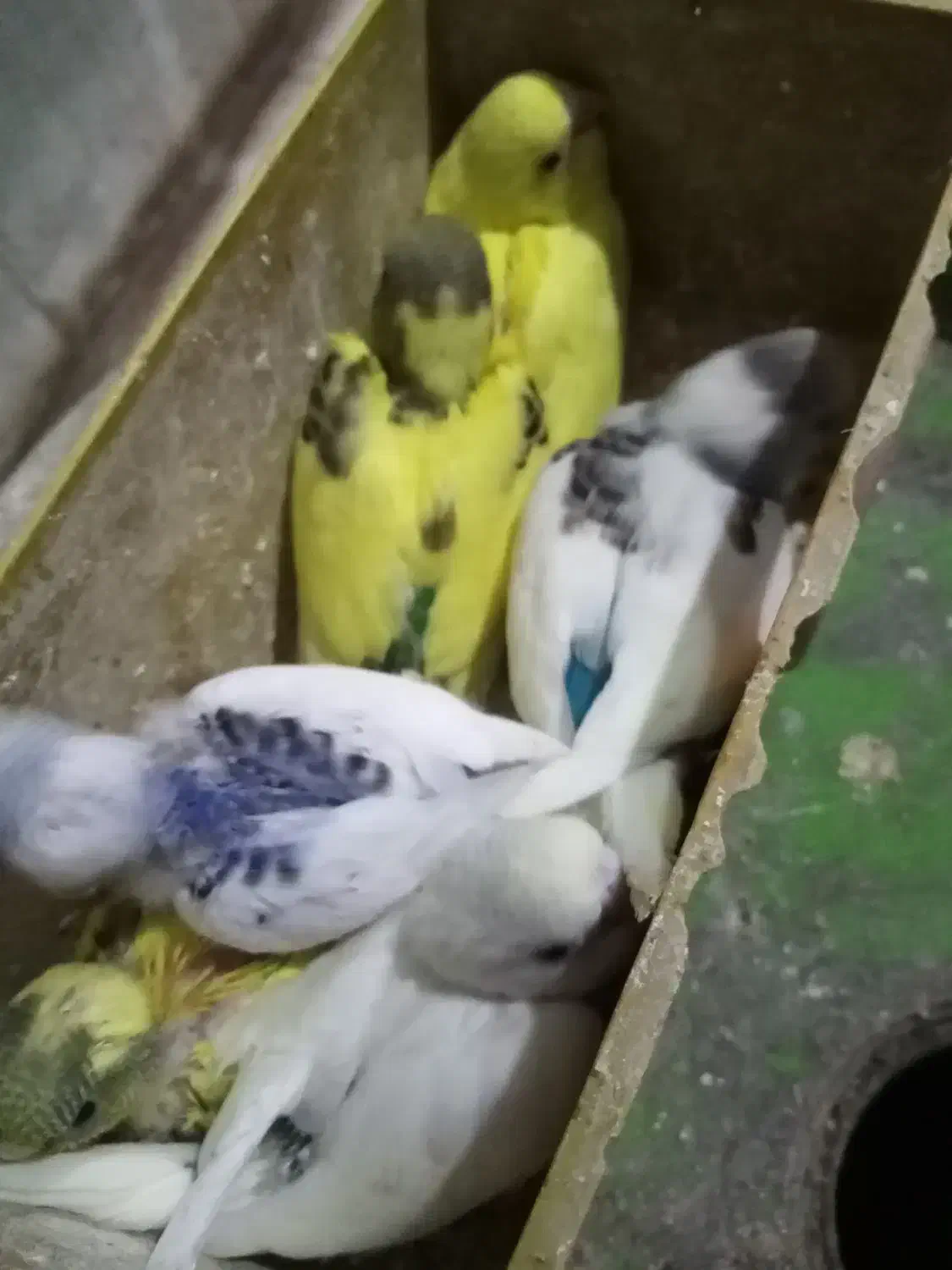 مرغ عشق با جوجه وتخم|پرنده|الوند, |دیوار