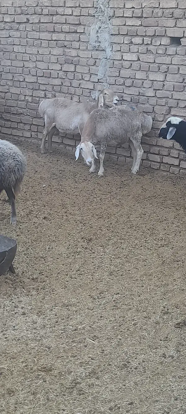 میشچینی|حیوانات مزرعه|اردستان, |دیوار