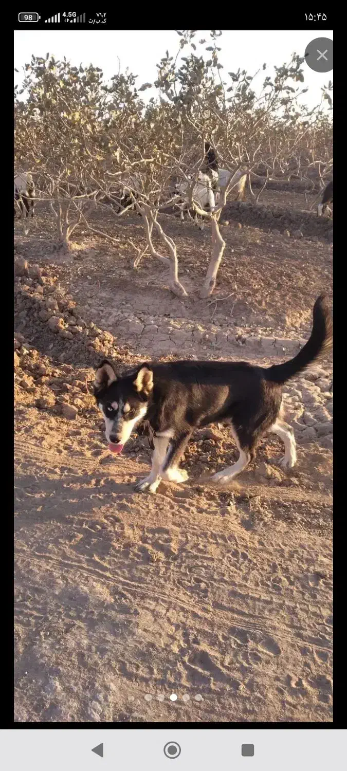 سگ هاسکی نر|سگ|تربت‌حیدریه, حاجی یار‎|دیوار