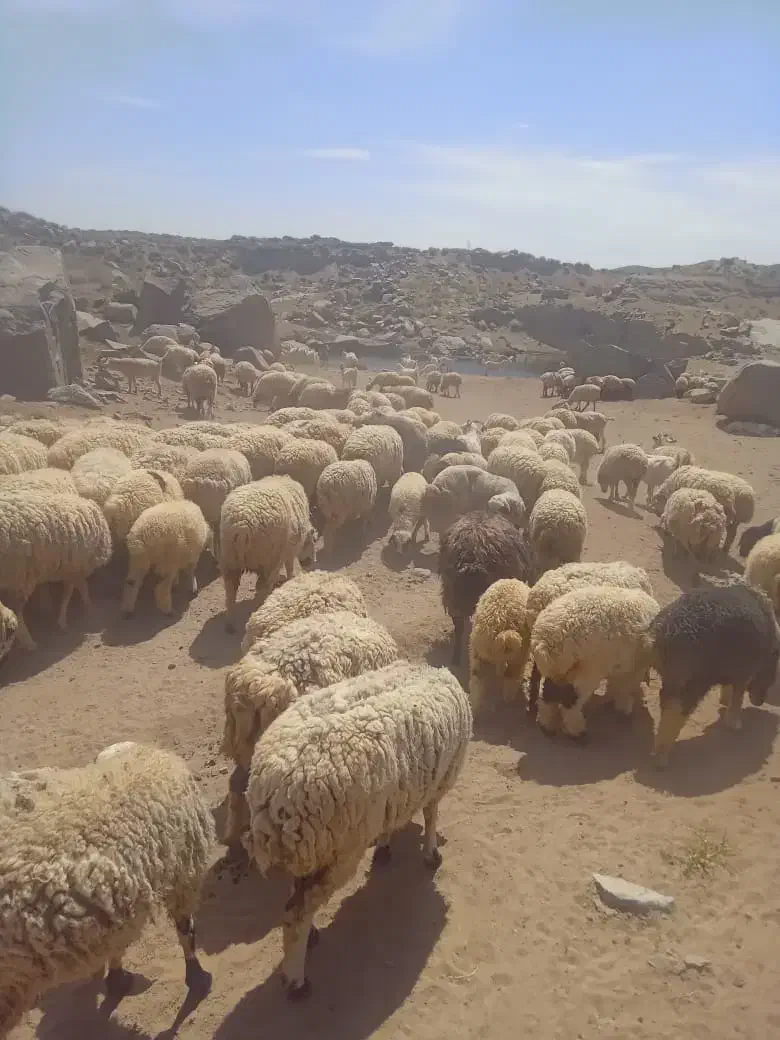 میش محلی|حیوانات مزرعه|سیرجان, |دیوار