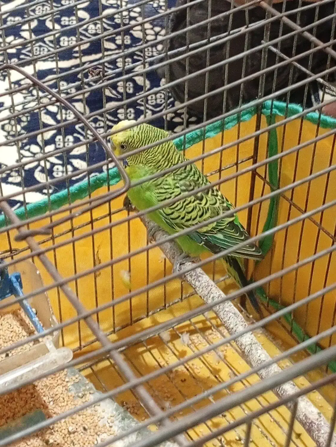 مرغ عشق|پرنده|اردبیل, |دیوار