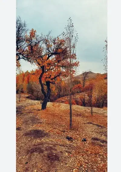 زمین باغ ویلا|فروش زمین و ملک کلنگی|نیر (یزد), |دیوار