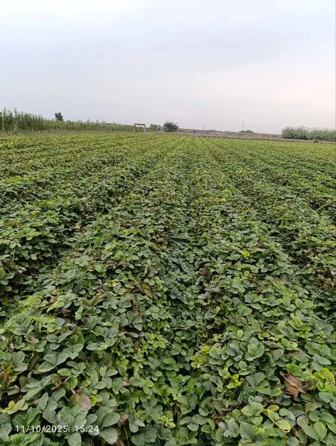 نهال توت فرنگی سابرینا وکامارس نامبروان|خدمات باغبانی و درختکاری|خان ببین, |دیوار