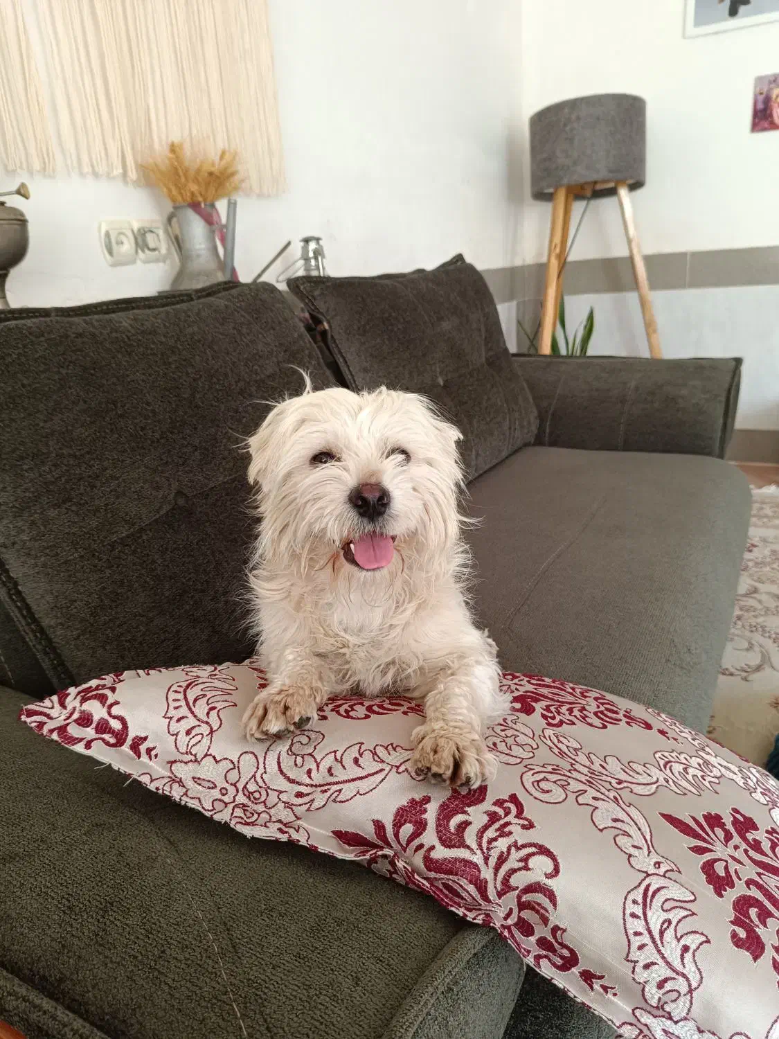 حیوانات|سگ|تربت‌حیدریه, دیزقند|دیوار