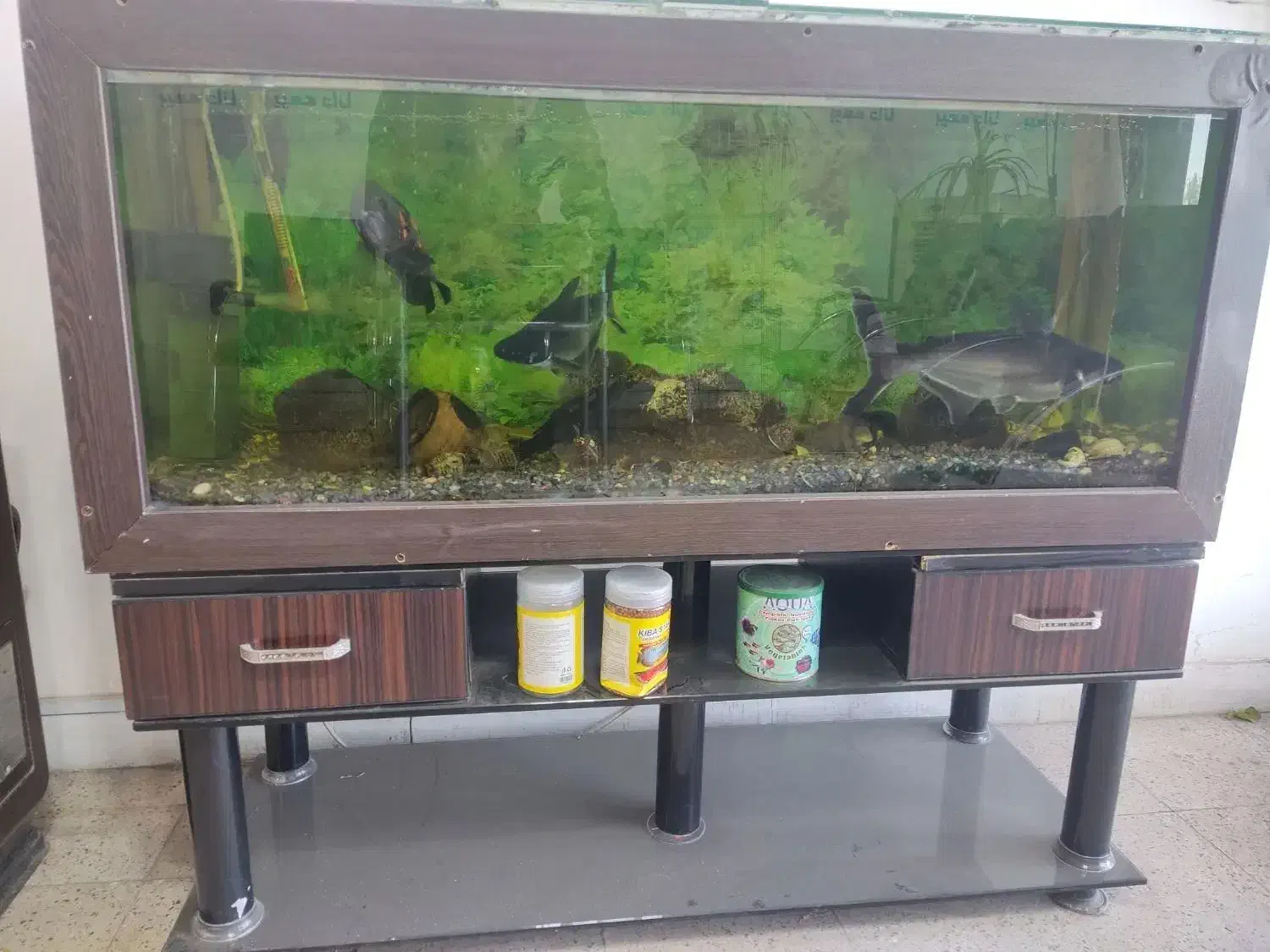 آکواریوم|ماهی|اردبیل, |دیوار