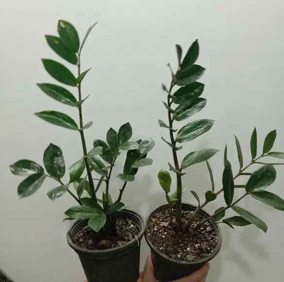 گل آگلونما برفی و زاموفیلیا|گل و گیاه طبیعی|زنجان, |دیوار