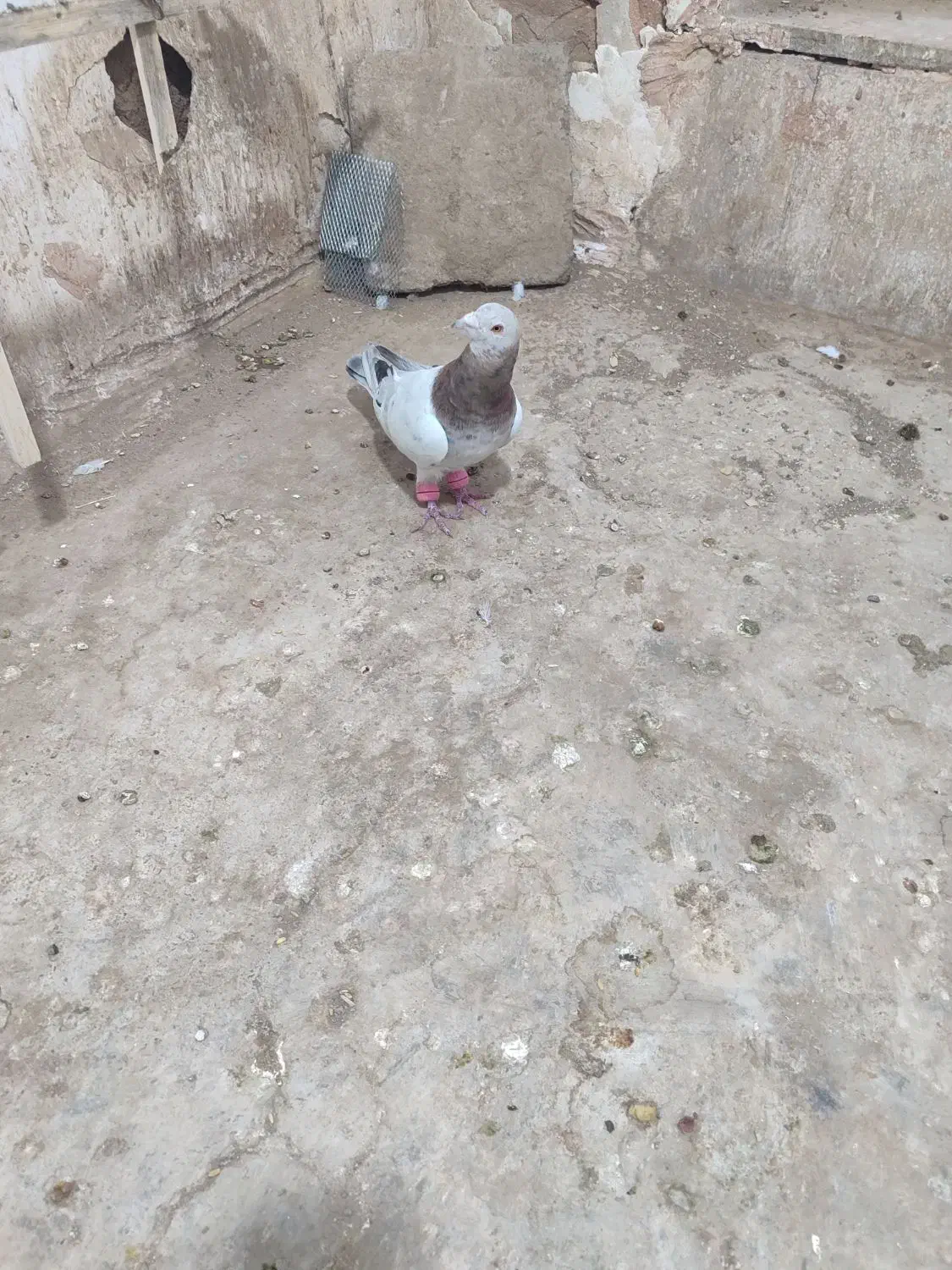 گمشده|پرنده|سبزوار, مدرس|دیوار