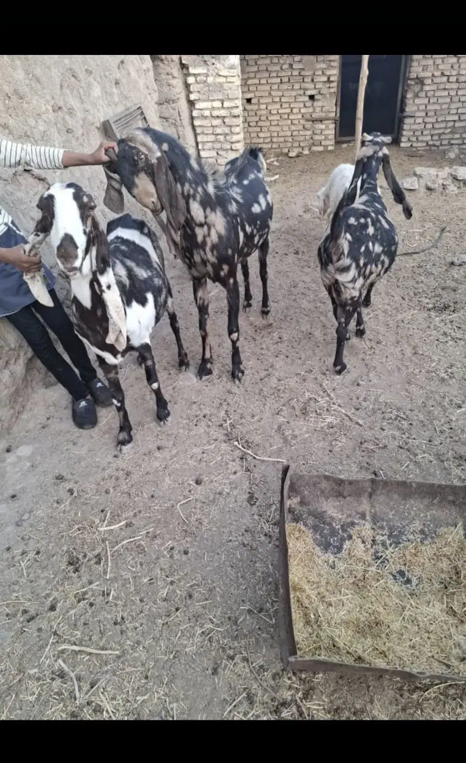 بز پاکستانی|حیوانات مزرعه|کشکوئیه, |دیوار