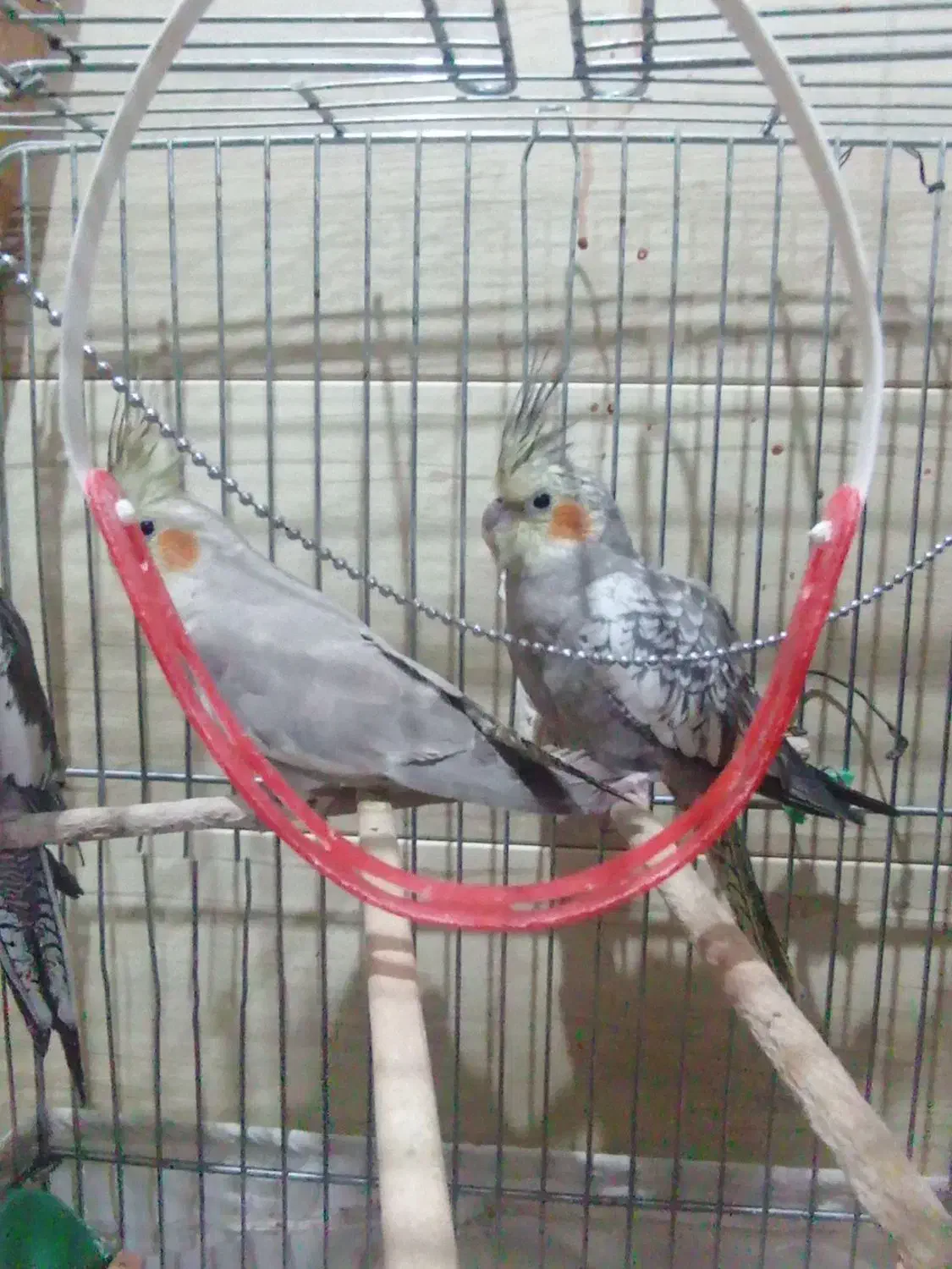 عروس هلندی فروش یا معاوضه|پرنده|شهرکرد, |دیوار