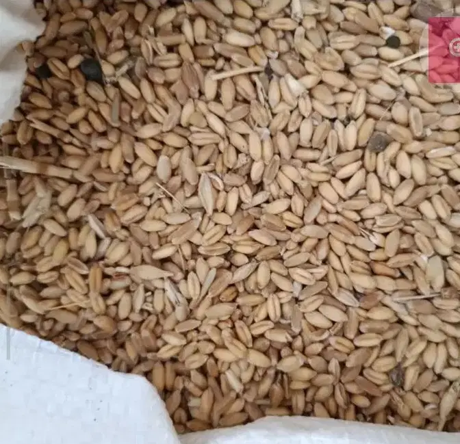 گندم|خوردنی و آشامیدنی|اردبیل, |دیوار