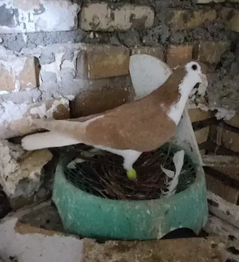 پرنده|پرنده|خرمشهر, |دیوار