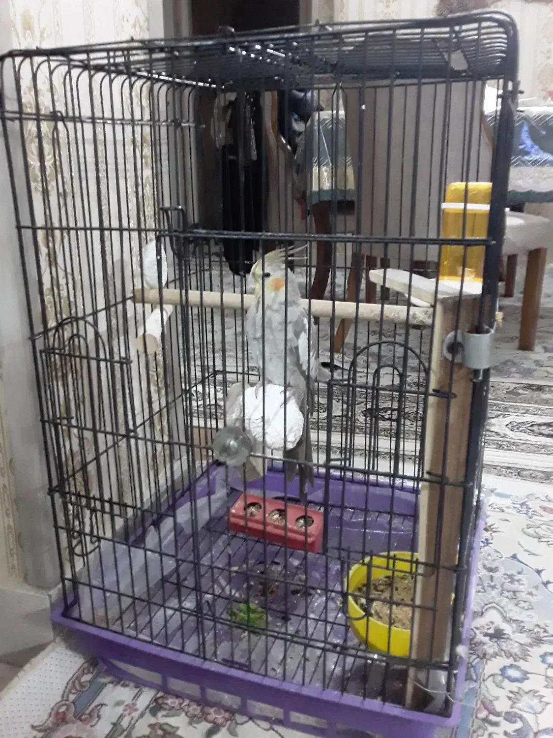 عروس هلندی ومرغ عشق|پرنده|ملارد, |دیوار