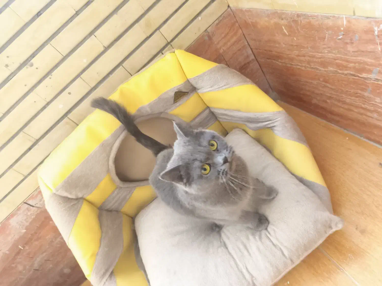 گربه اسکاتیش بریتیش|گربه|کرمان, |دیوار