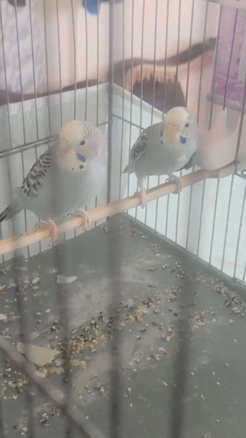 مرغ عشق|پرنده|یزد, |دیوار