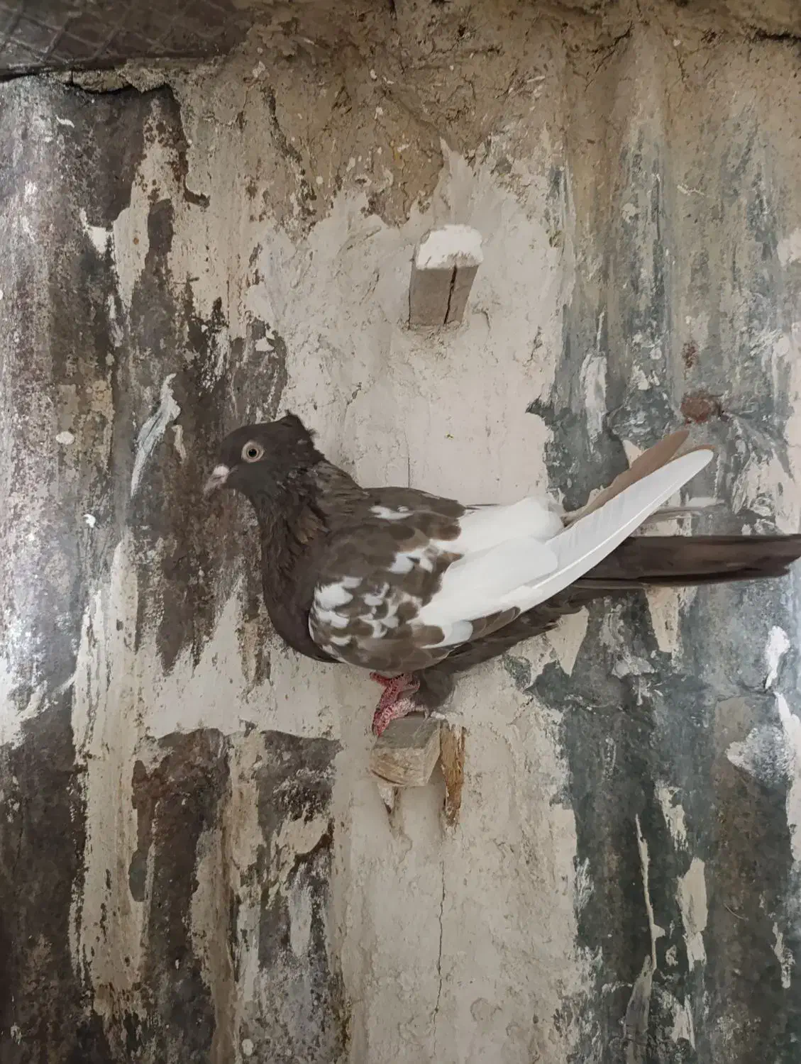 سینه ماده|پرنده|مرودشت, رامجرد یک|دیوار