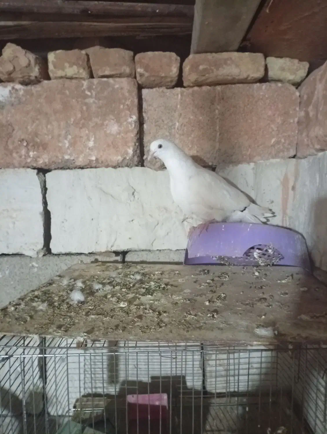 کبوتر|پرنده|مسجد سلیمان, |دیوار