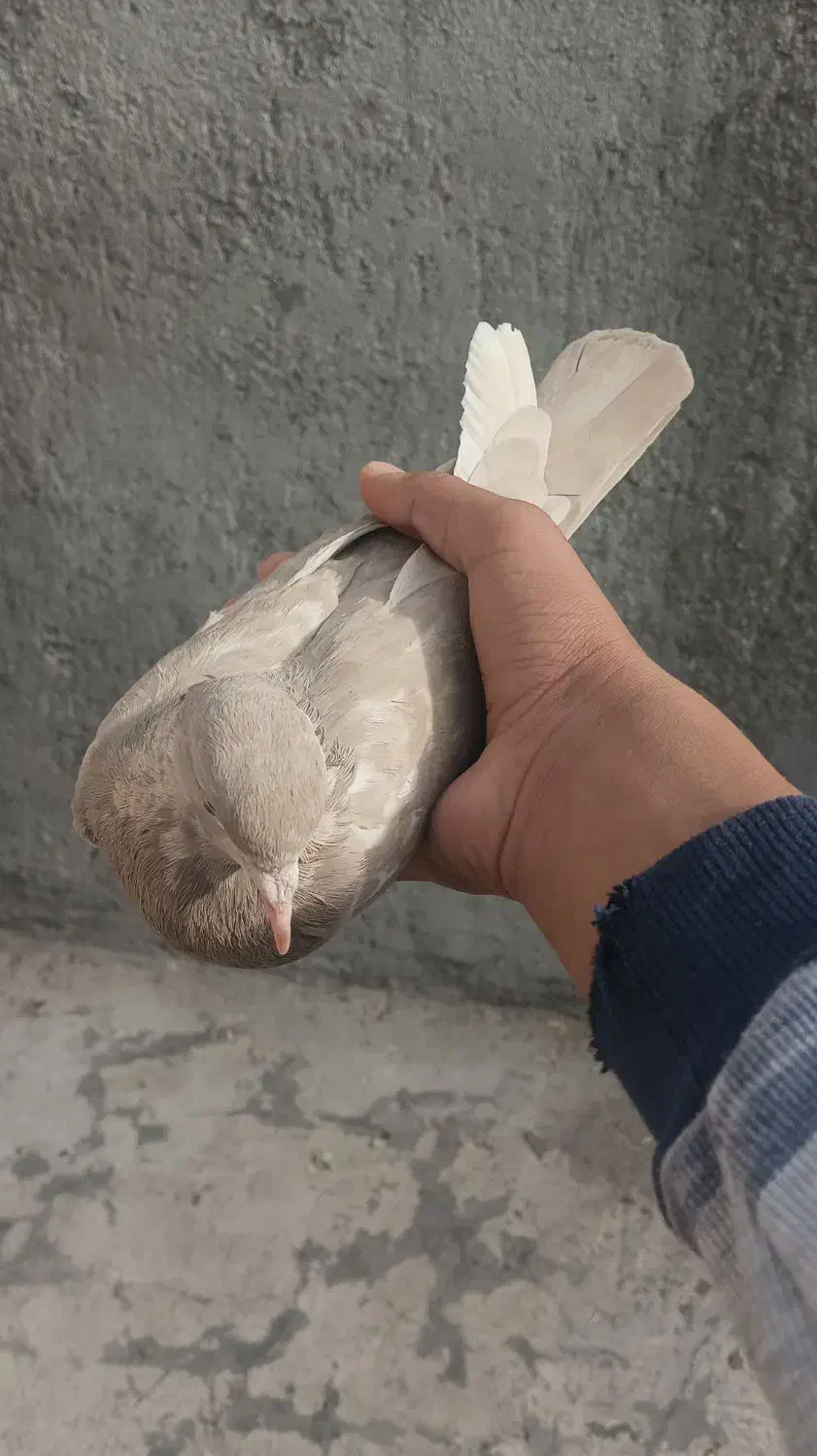 کبوتر سرکه ای|پرنده|دورود, |دیوار