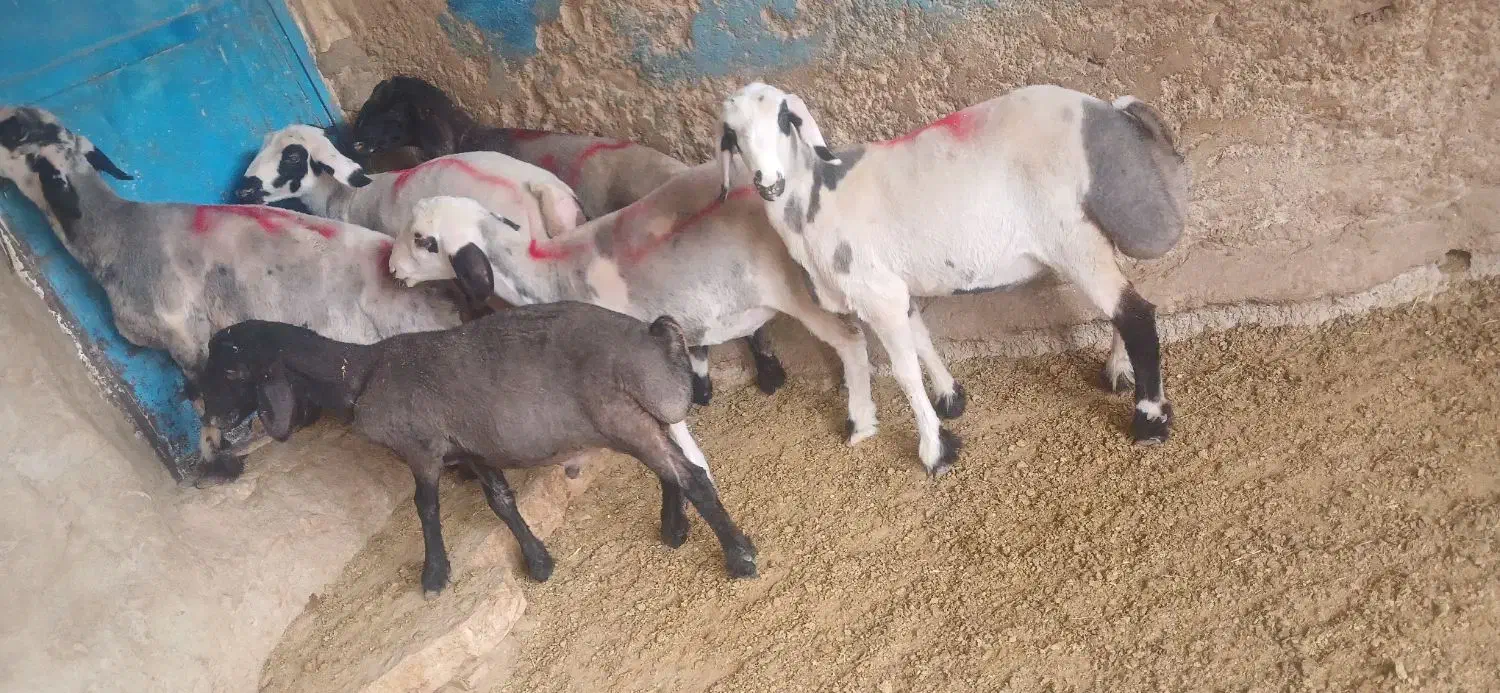 بره ماده نژاد ترکی (بیضا)|حیوانات مزرعه|سپیدان, |دیوار