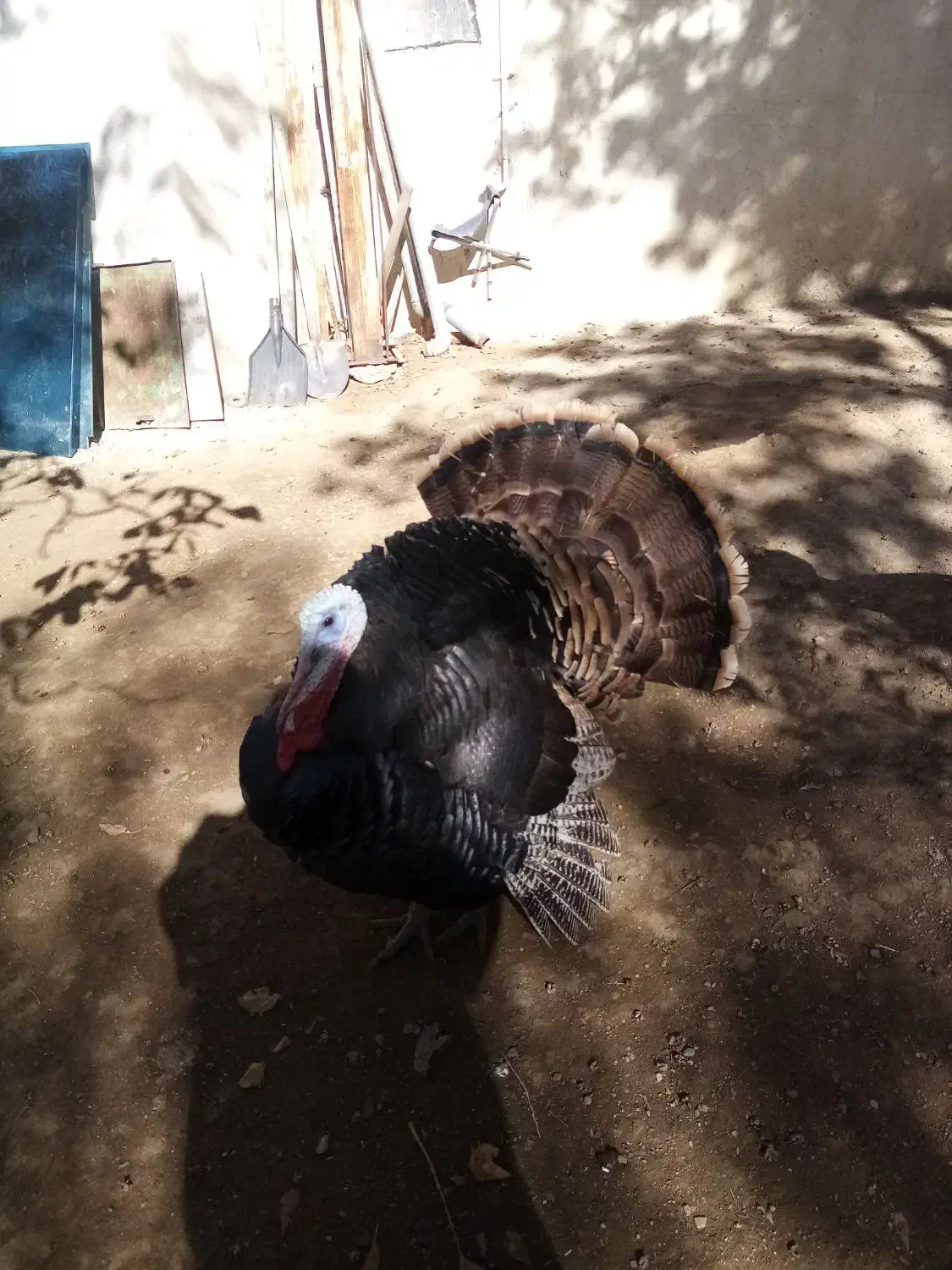 بوقلمون نر و ماده و نیمچه|حیوانات مزرعه|سنندج, |دیوار