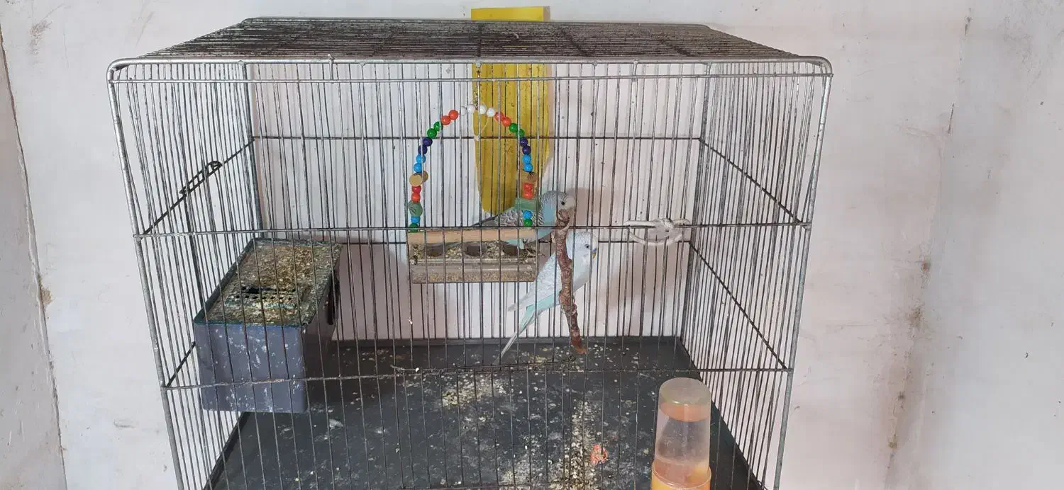 مرغ عشق|حیوانات مزرعه|مشهد, باغون آباد|دیوار