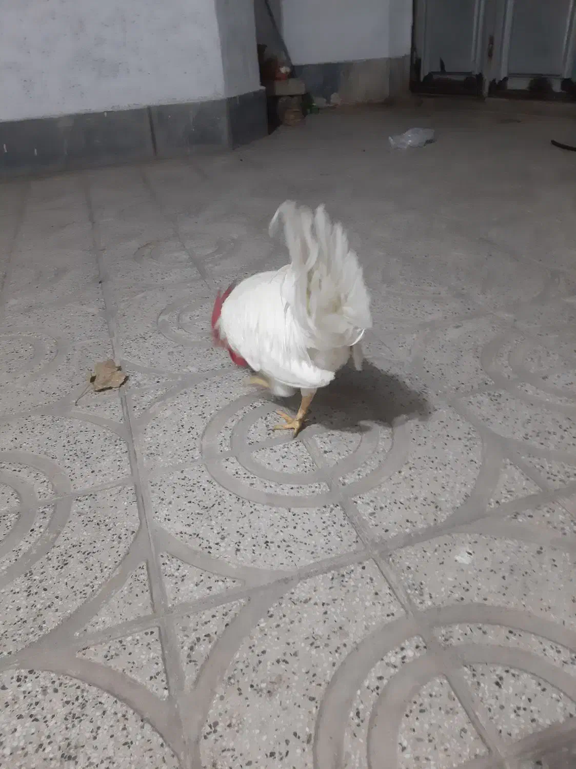 خروس دستی|حیوانات مزرعه|فردوسیه, |دیوار