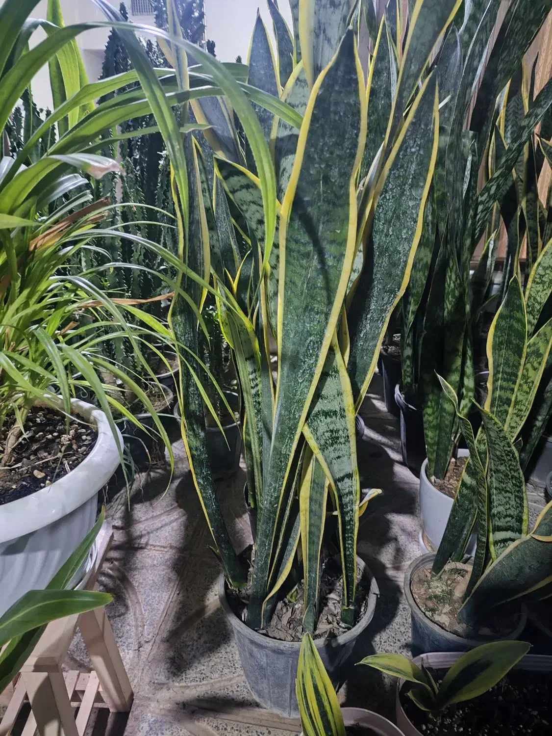 خدمات گل و کیاه|گل و گیاه طبیعی|اصفهان, شاه پسند|دیوار