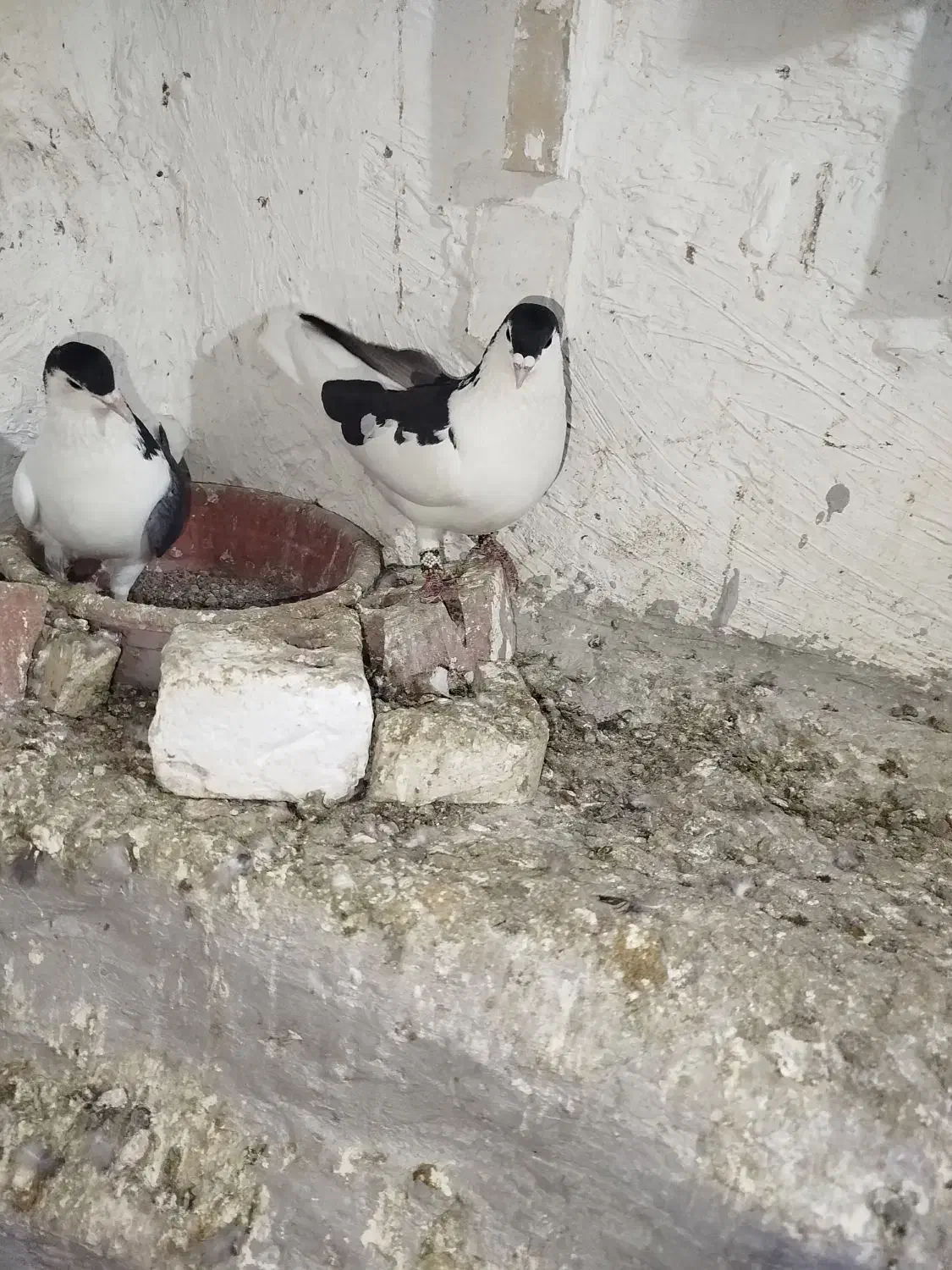 جفت چپ روتخم معاوضه|پرنده|کرمان, |دیوار