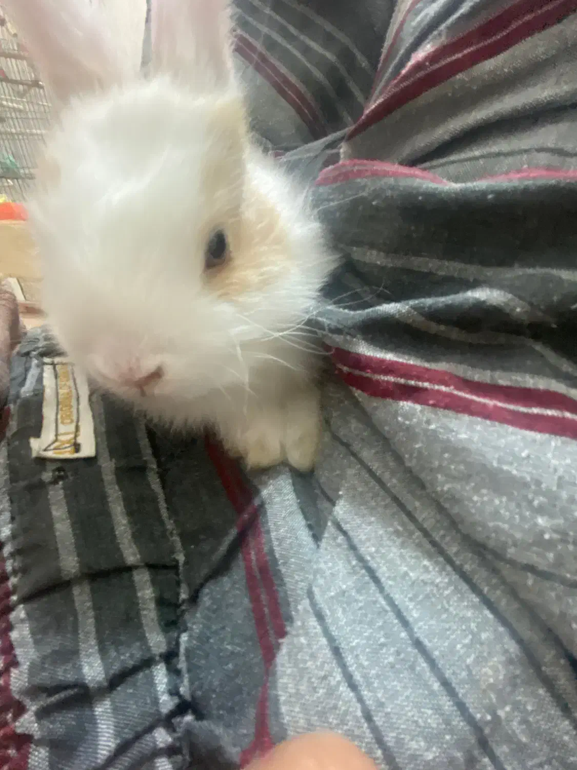 خرگوش واگذاری رایگان|موش و خرگوش|هشتگرد, فاز ۷ مهستان|دیوار