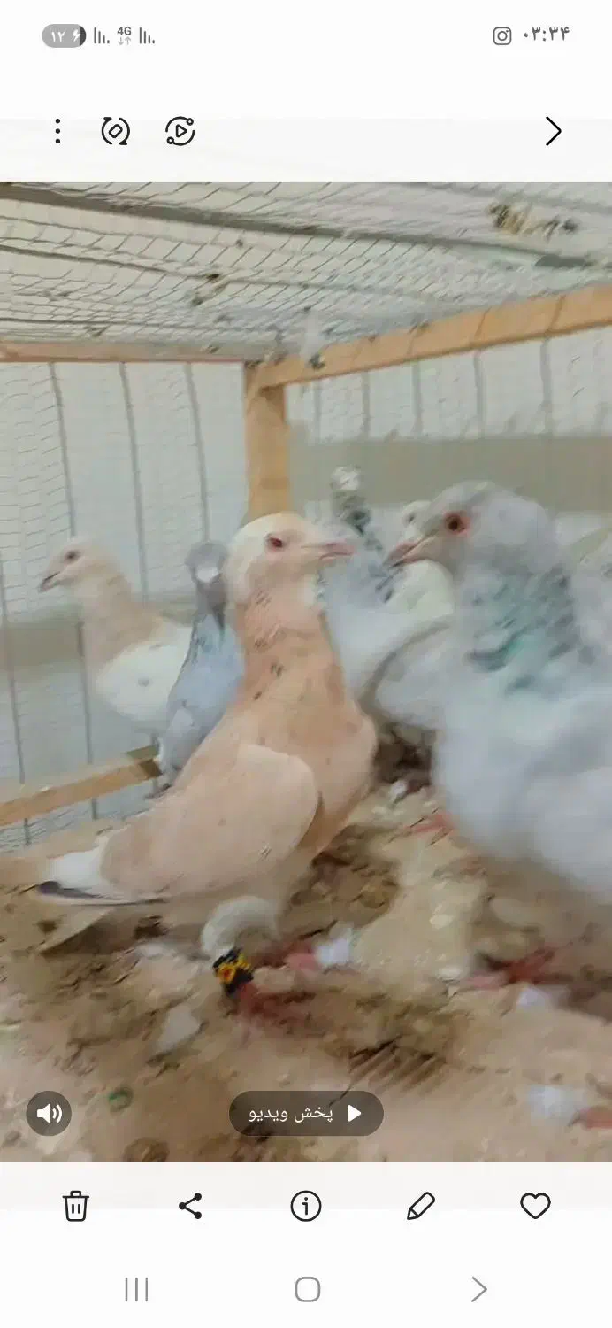 سار هفت رنگ|پرنده|مشهد, کاظم آباد|دیوار