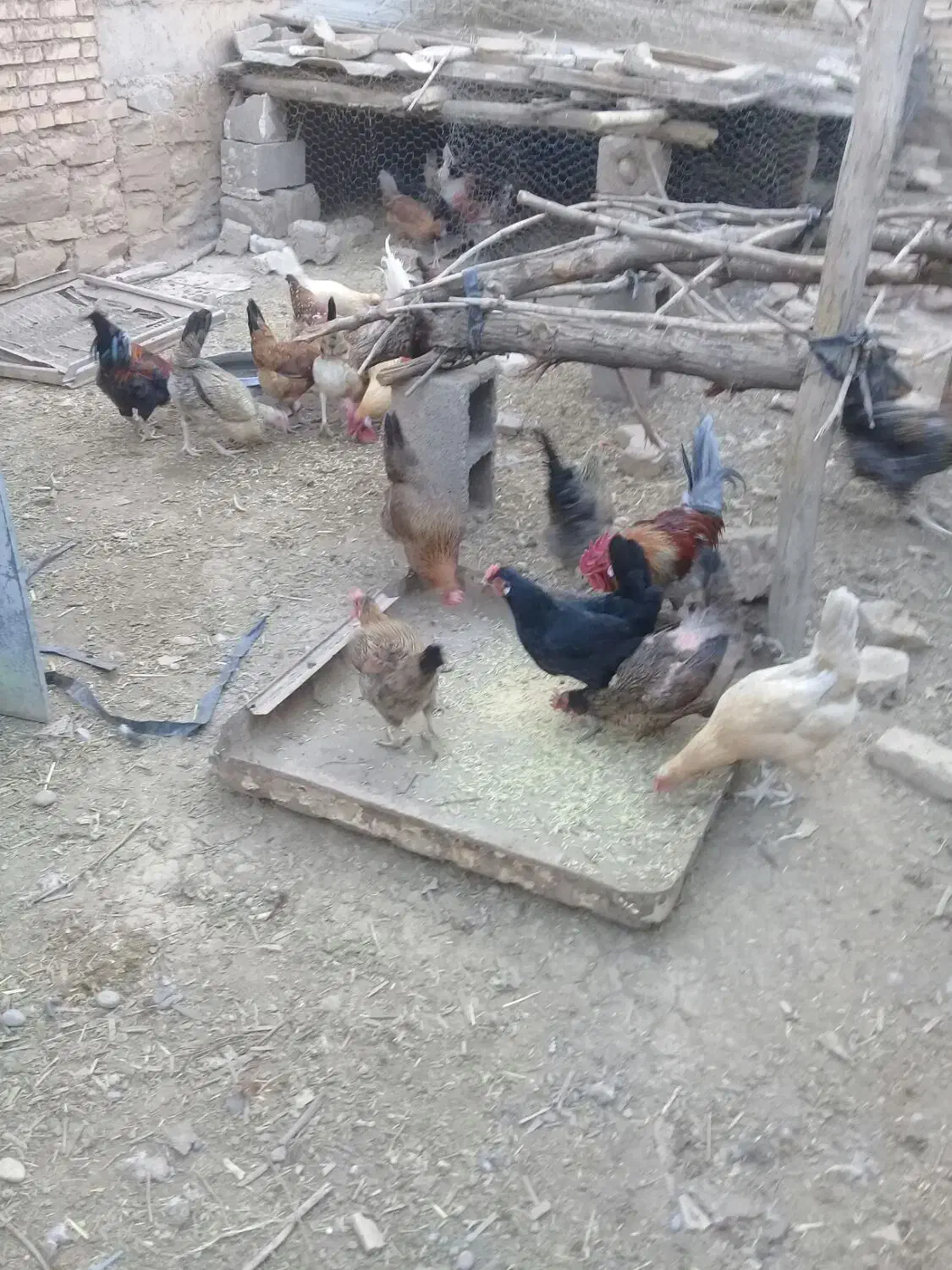 مرغ و خروس|حیوانات مزرعه|گتوند, |دیوار