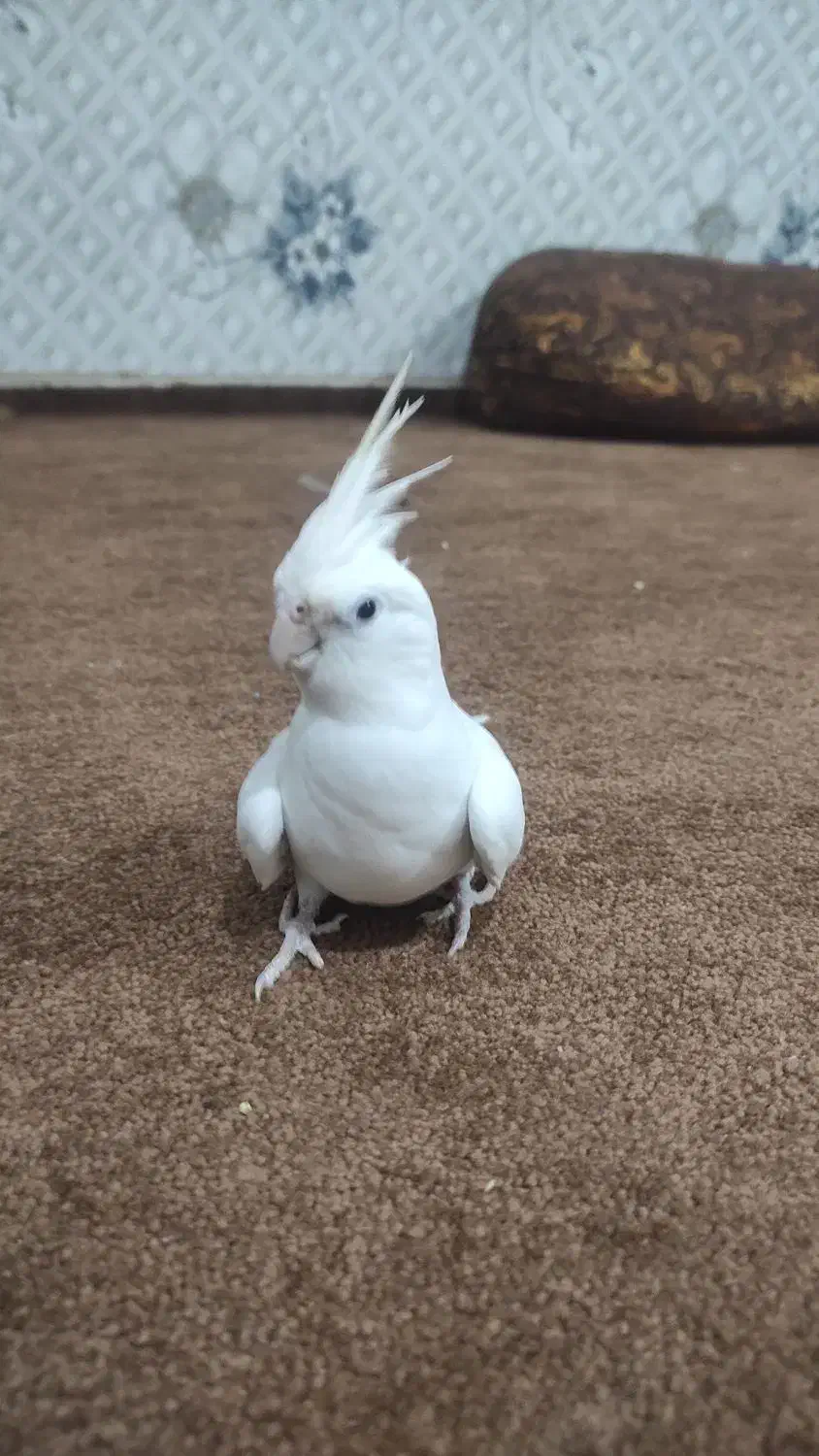 عروسی هلندی البینو|پرنده|علیآباد کتول, |دیوار