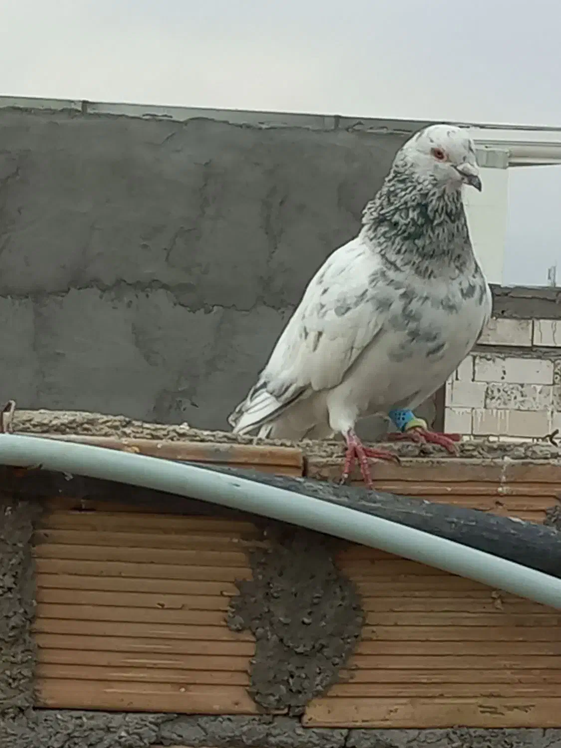 کبوتر دورگ پلاکی و رنگی|پرنده|اندیمشک, |دیوار