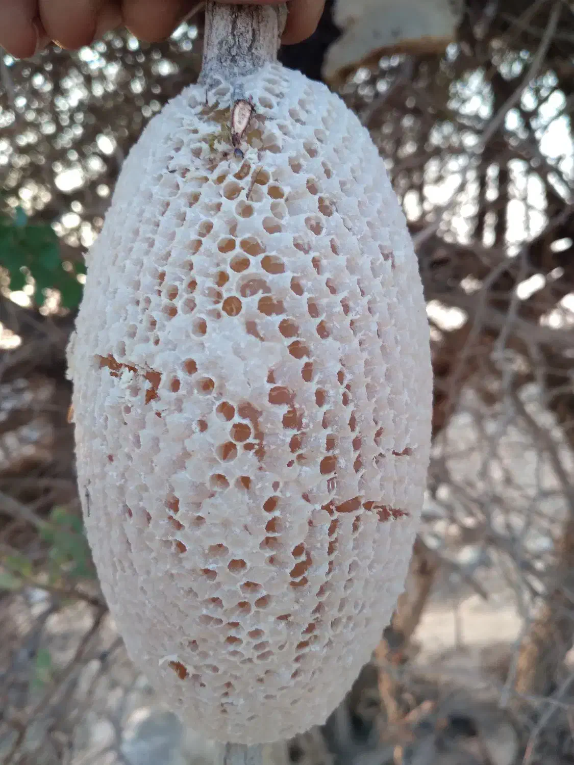 عسل رکو اصل|خوردنی و آشامیدنی|جیرفت, |دیوار