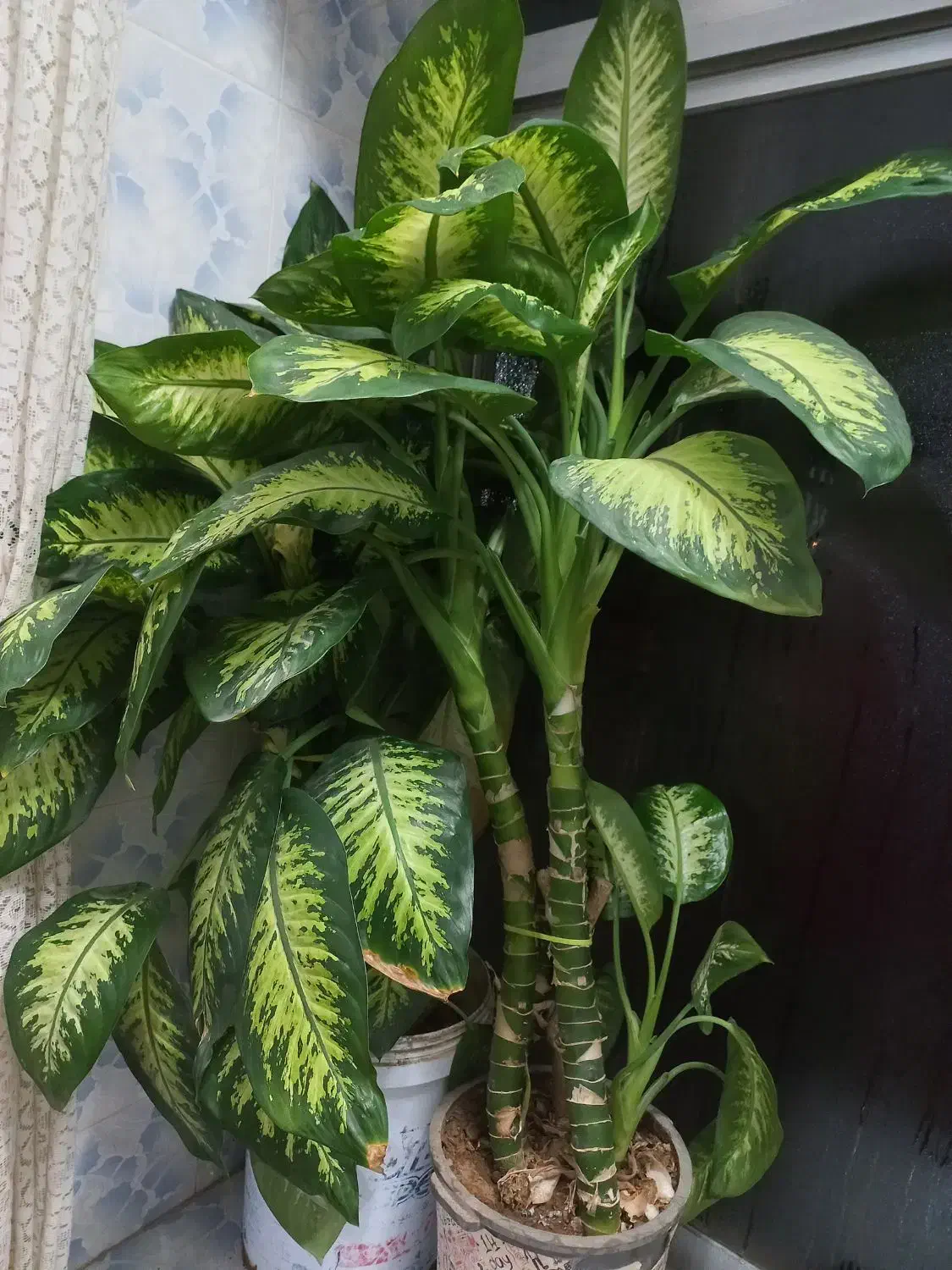 گل دیفن|گل و گیاه طبیعی|بن, |دیوار