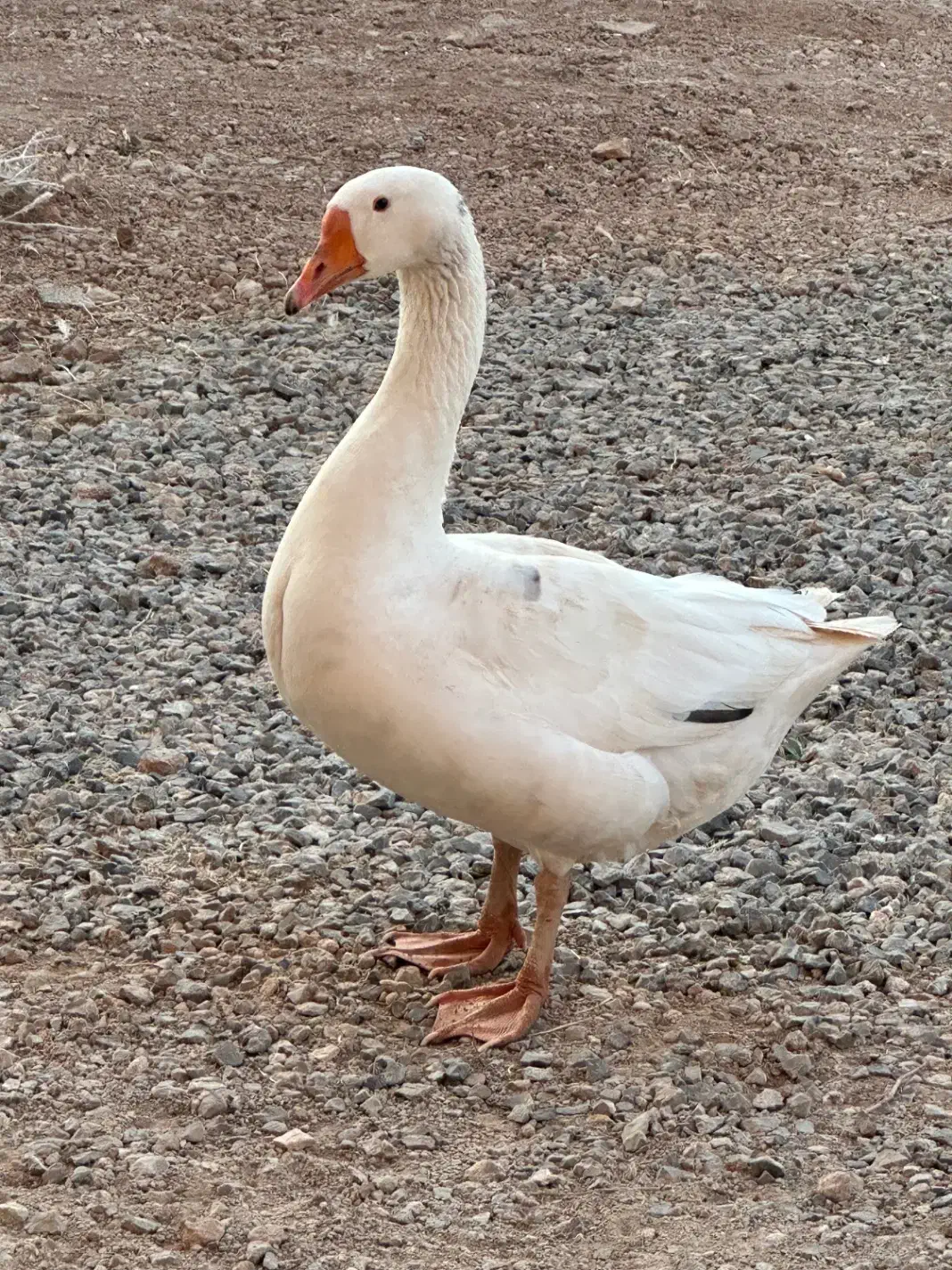 غاز و قوغاز|حیوانات مزرعه|بروجن, |دیوار