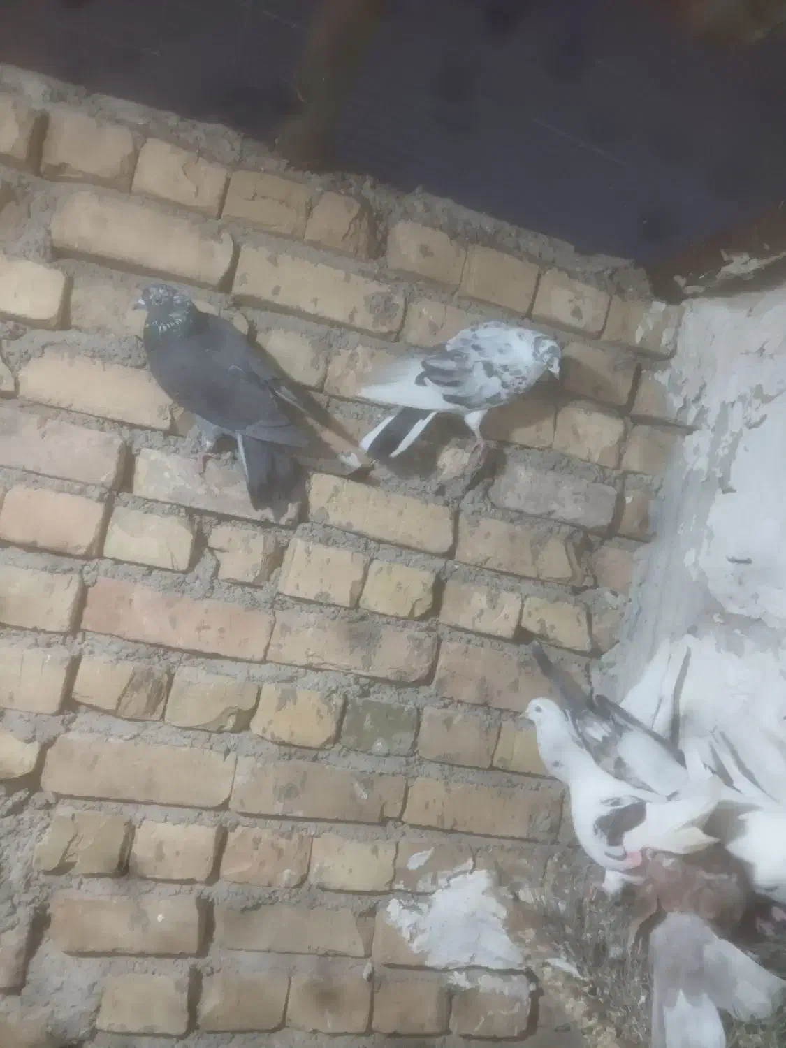 ۱۳ عدد کفتر ساعتی|پرنده|جوادآباد, |دیوار