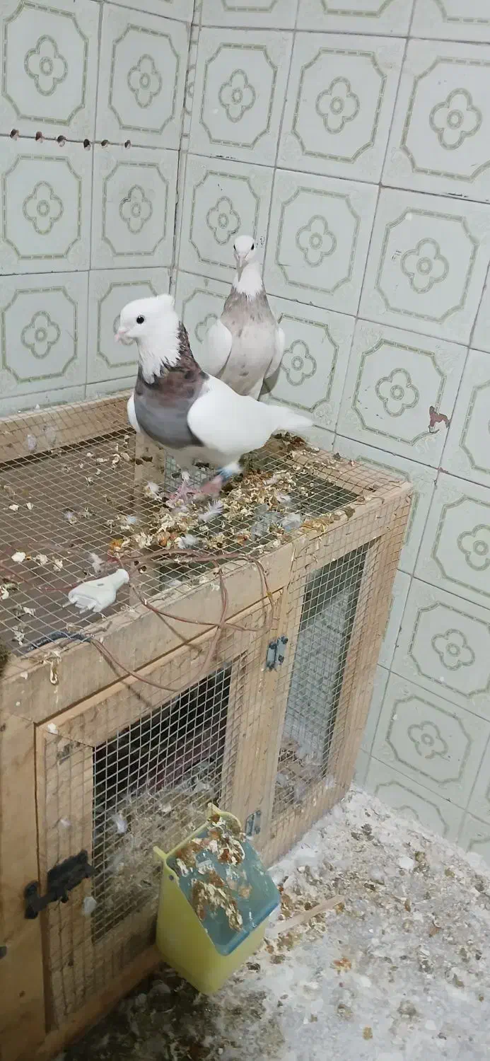 کفتر طوقی|پرنده|طبس, |دیوار