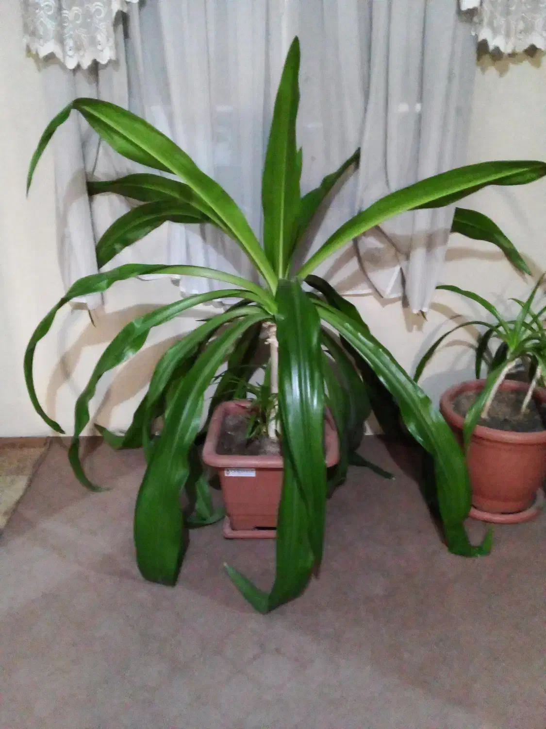 فروش گیاه ملکه اشکی|گل و گیاه طبیعی|اصفهان, محمودآباد|دیوار