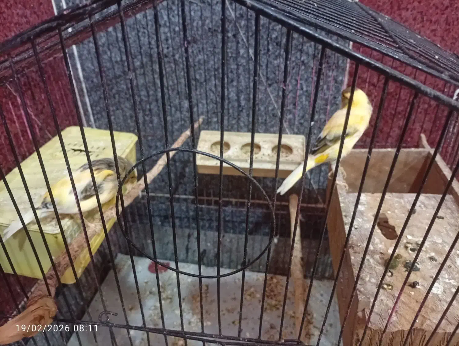 قناری|پرنده|بندرعباس, |دیوار