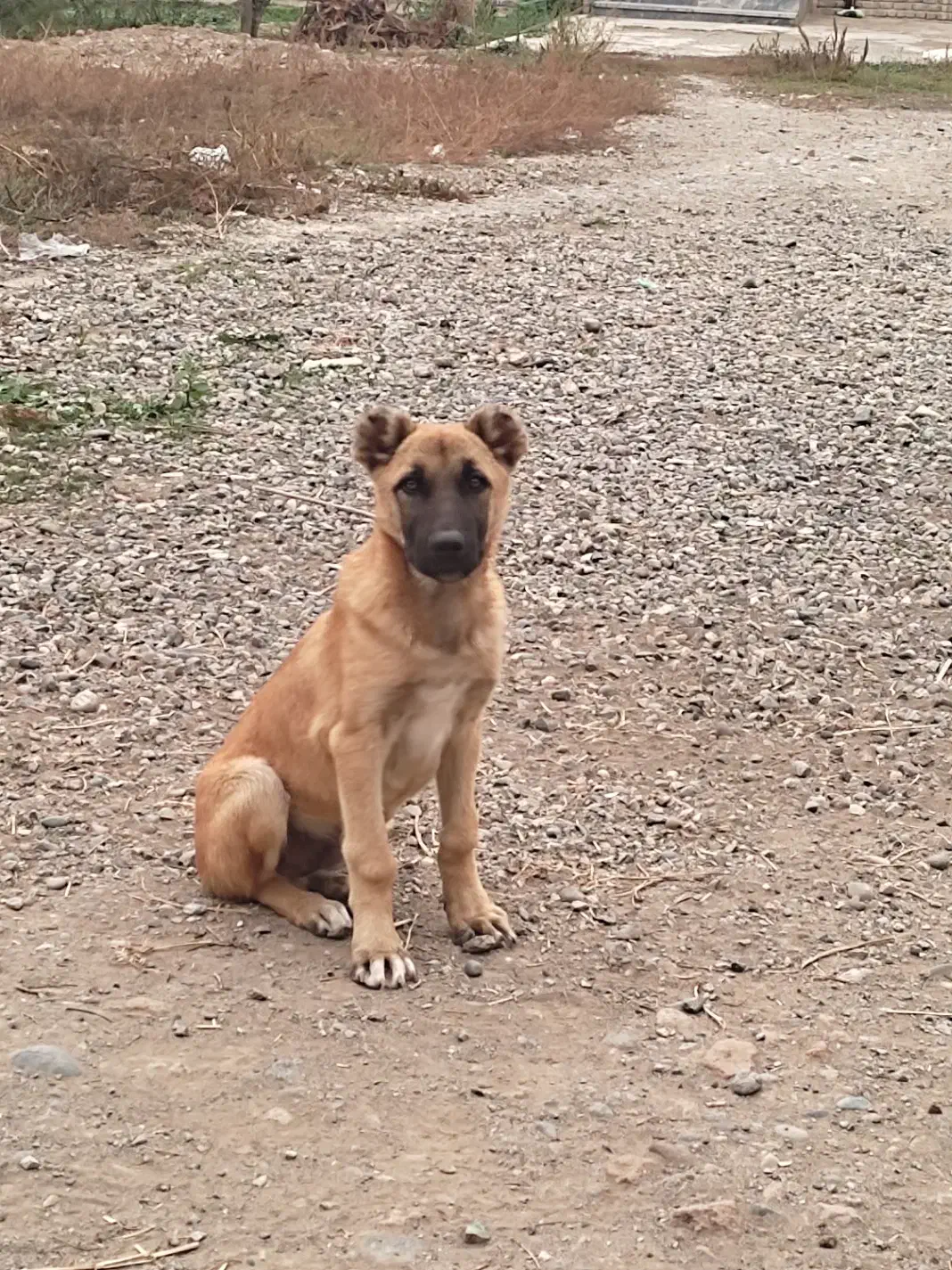 توله سگ چهار ماهه|سگ|پارس‌آباد, |دیوار