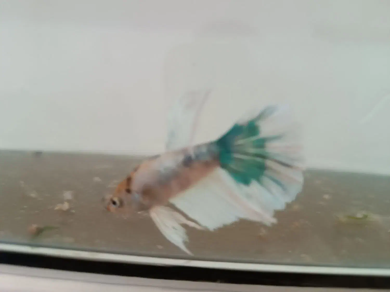 ماهی فایتر نر|ماهی|مشهد, شهرک بهارستان|دیوار