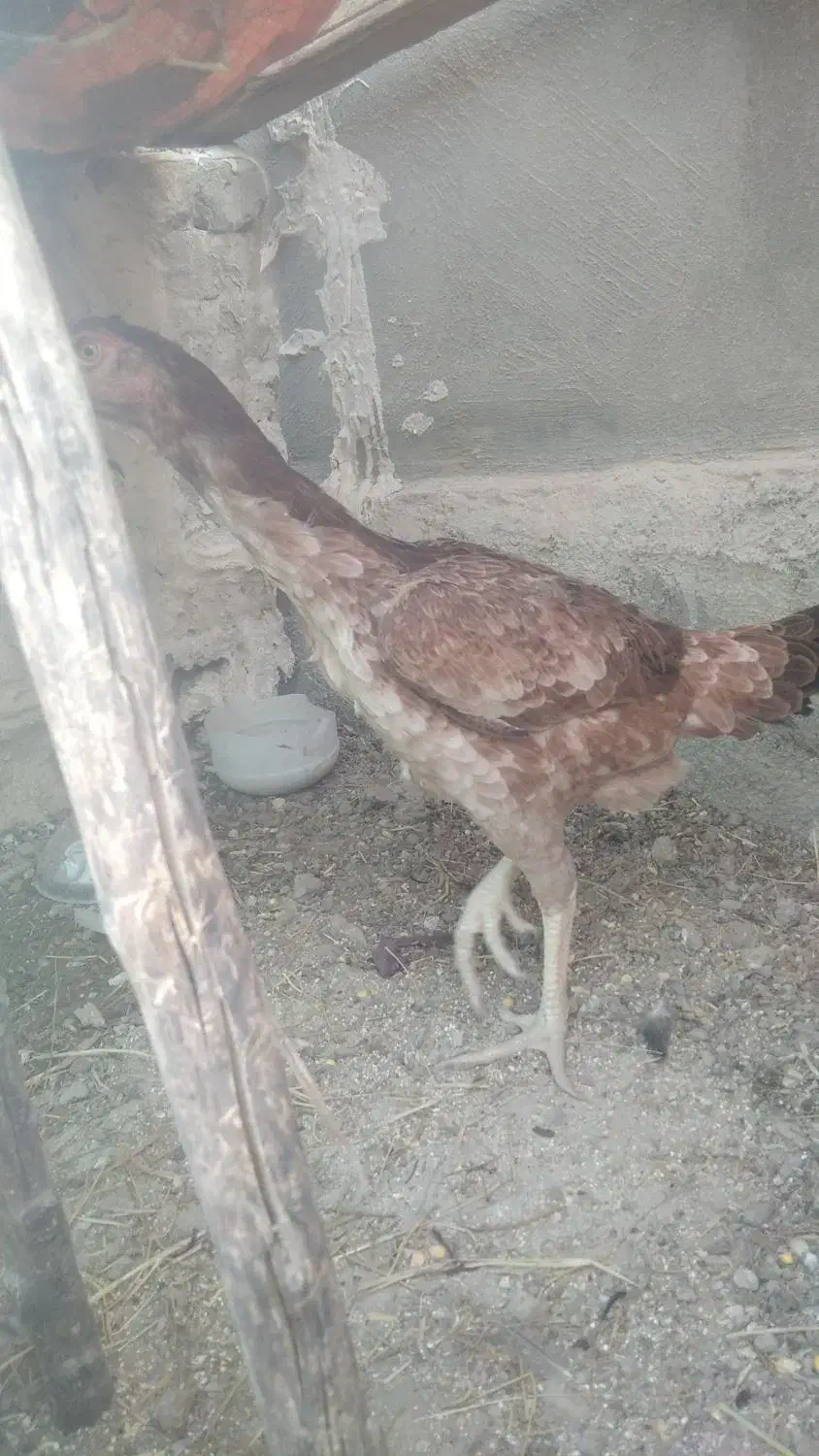 مرغ لاری|حیوانات مزرعه|سرپل ذهاب, |دیوار