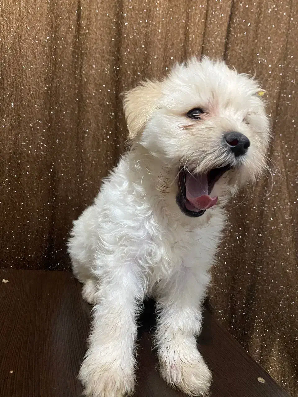 فروش شتیزو تریر اصل پاکوتاه سفید|سگ|رشت, پل تالشان|دیوار