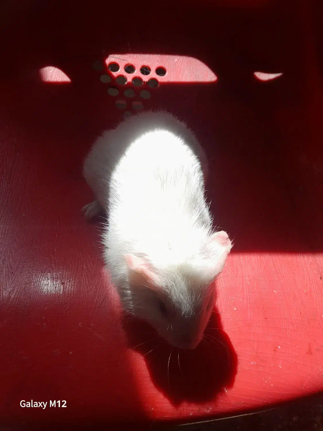 خوکچه هندی|موش و خرگوش|تبریز, |دیوار