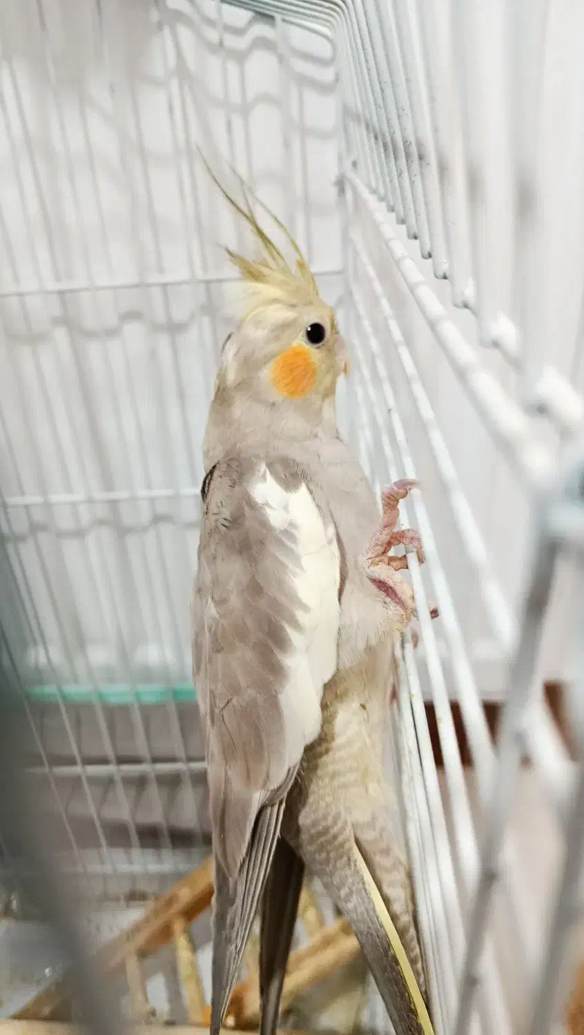 عروس هلندی|پرنده|ساوه, |دیوار